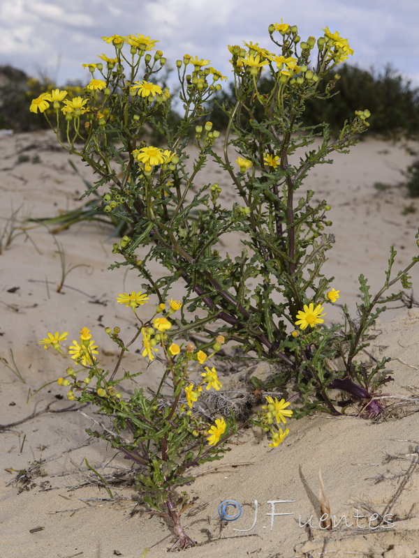 Senecio glaucus.14