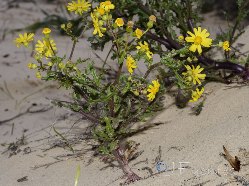 Senecio glaucus.15