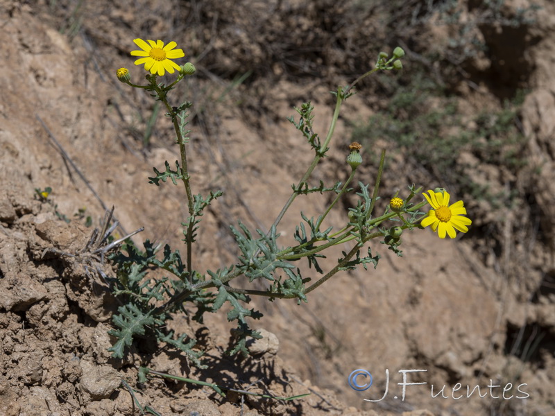 Senecio glaucus.16