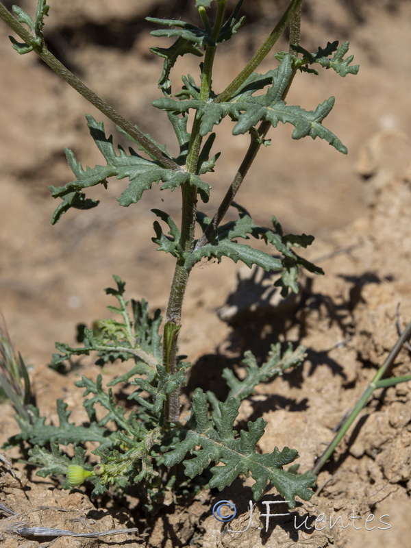 Senecio glaucus.17