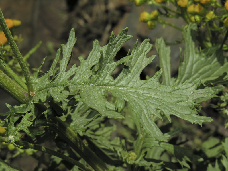Senecio jacobea.03