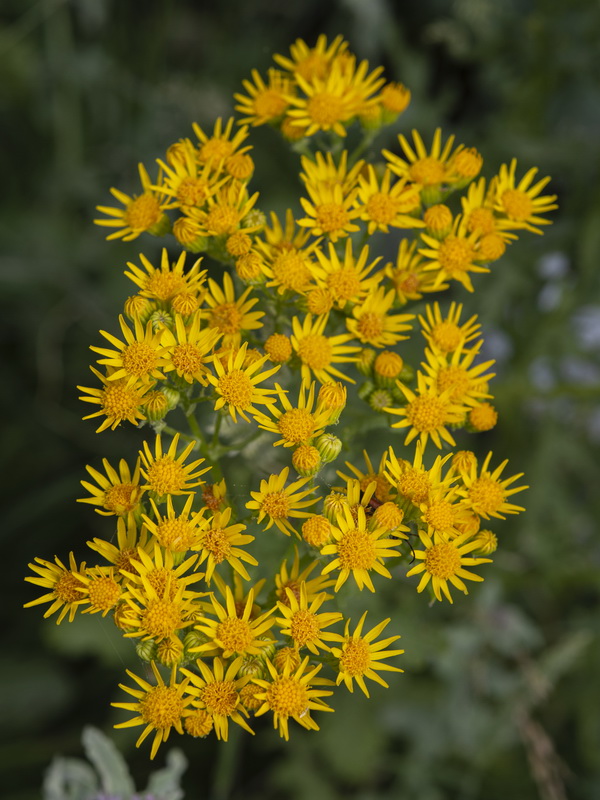 Senecio jacobea.04