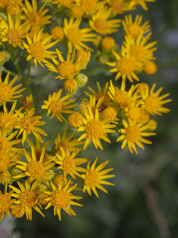 Senecio jacobea.06
