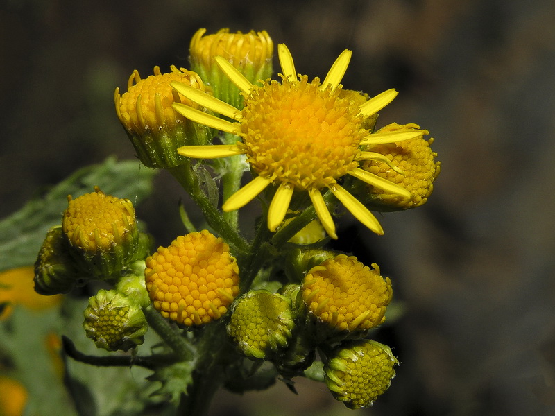 Senecio jacobea.08