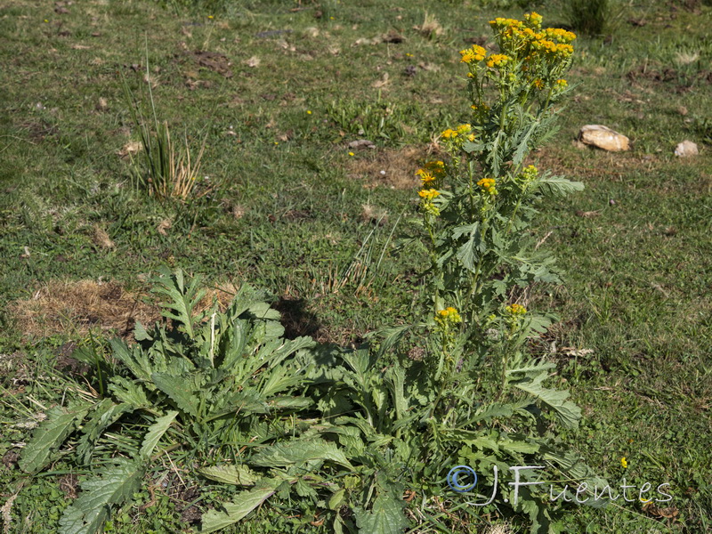 Senecio vulgaris.01