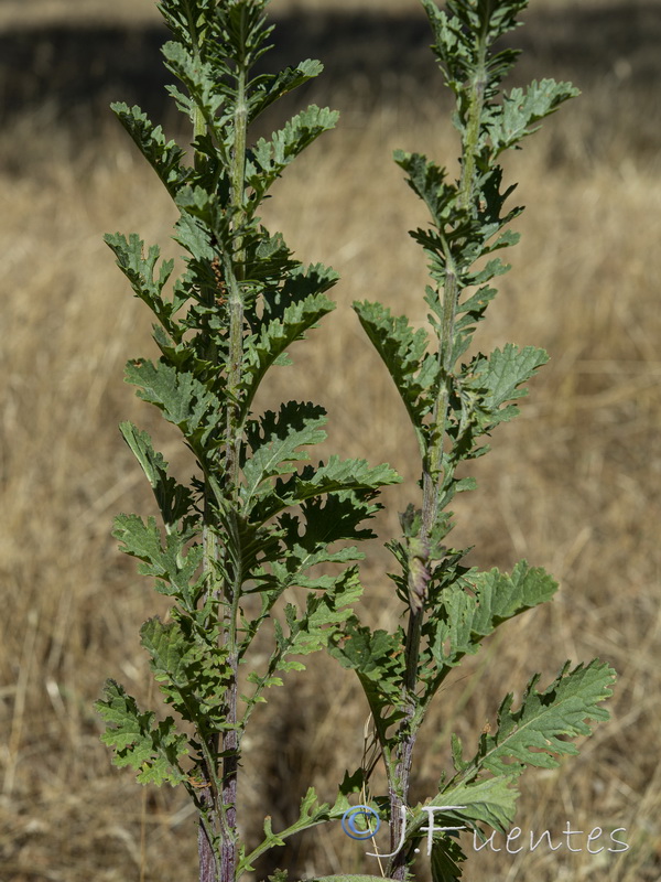 Senecio jacobea.18