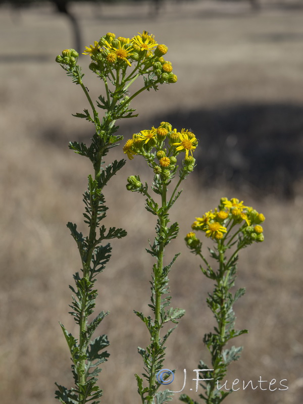 Senecio jacobea.20