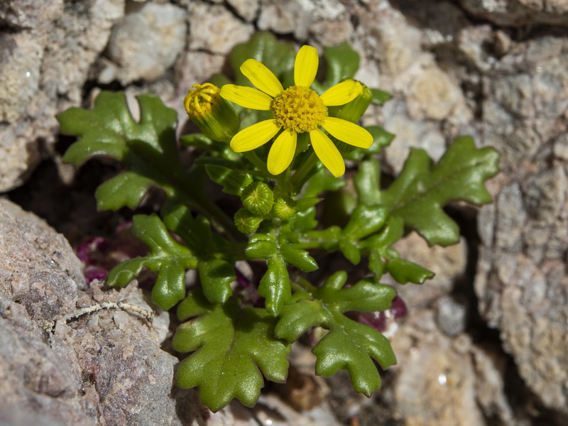 Senecio leucanthemifolius.12