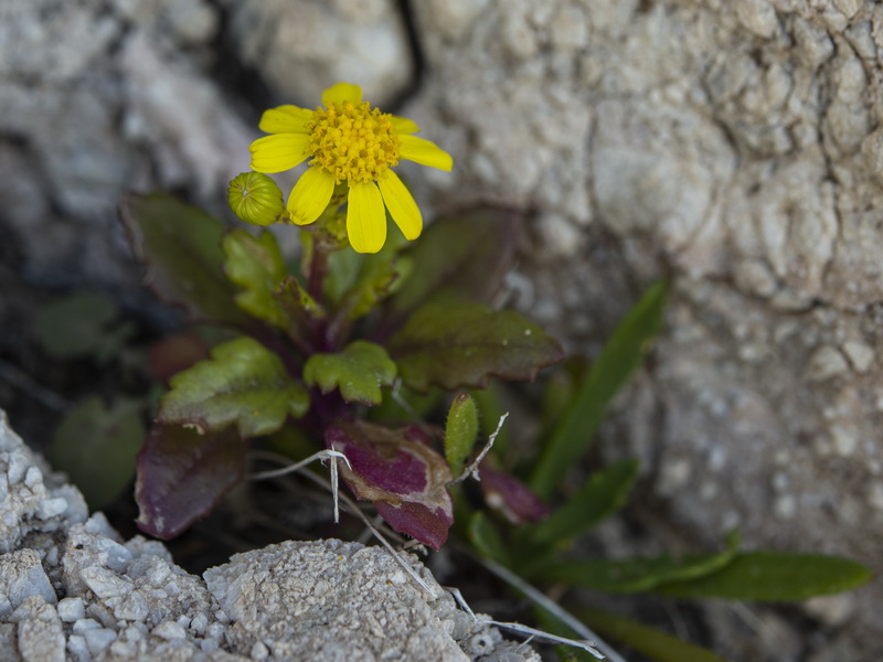 Senecio leucanthemifolius.21