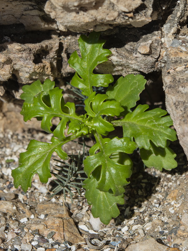 Senecio leucanthemifolius.25