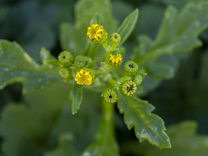 Senecio leucanthemifolius.29