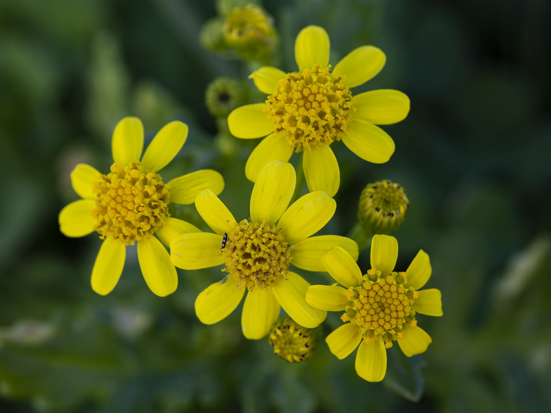 Senecio leucanthemifolius.32