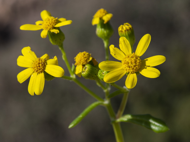 Senecio leucanthemifolius.33