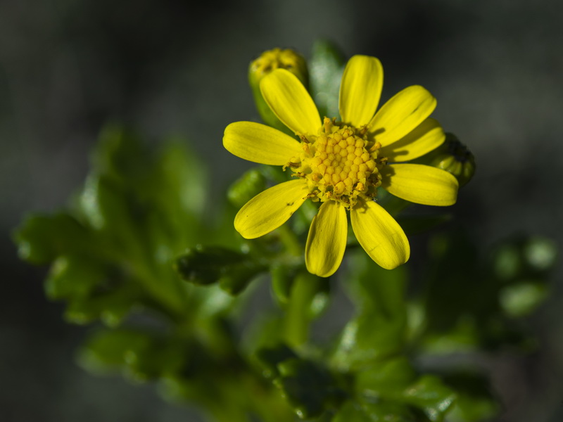 Senecio leucanthemifolius.40