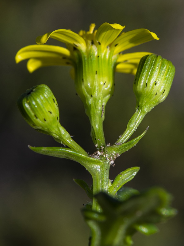 Senecio leucanthemifolius.45