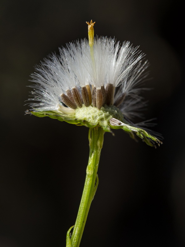 Senecio leucanthemifolius.47