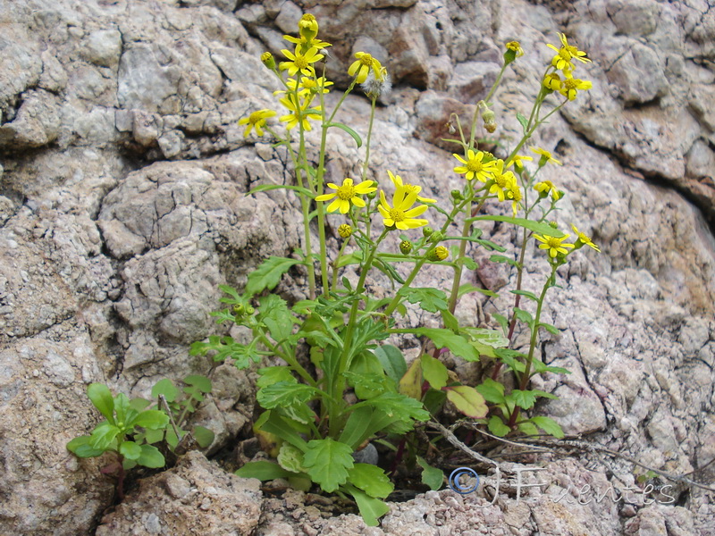 Senecio leucanthemifolius.53