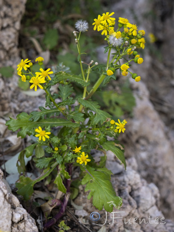 Senecio leucanthemifolius.54