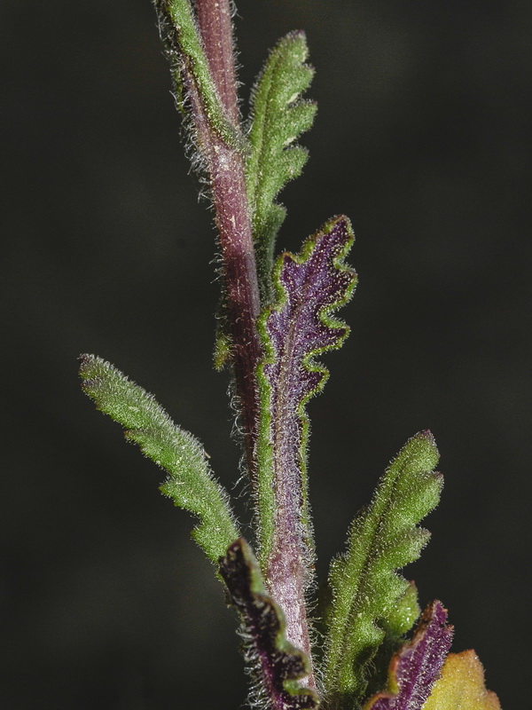Senecio lividus.04