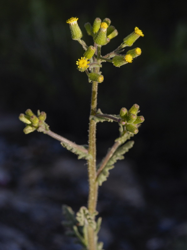 Senecio lividus.06