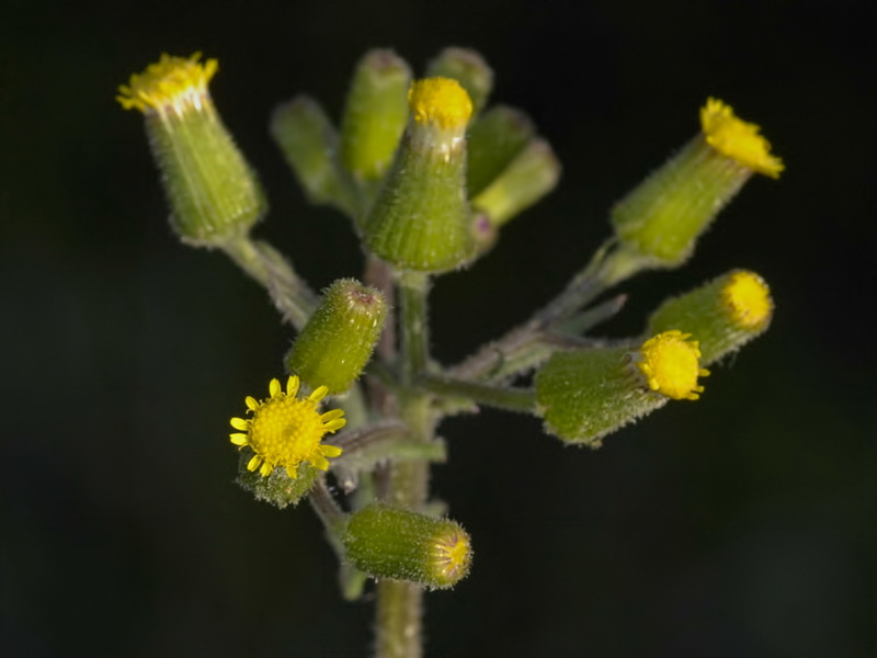 Senecio lividus.08