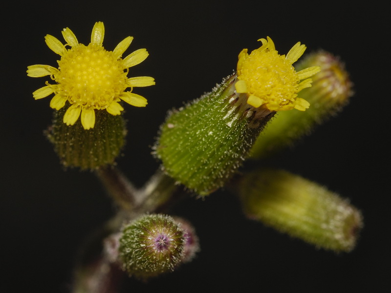 Senecio lividus.10