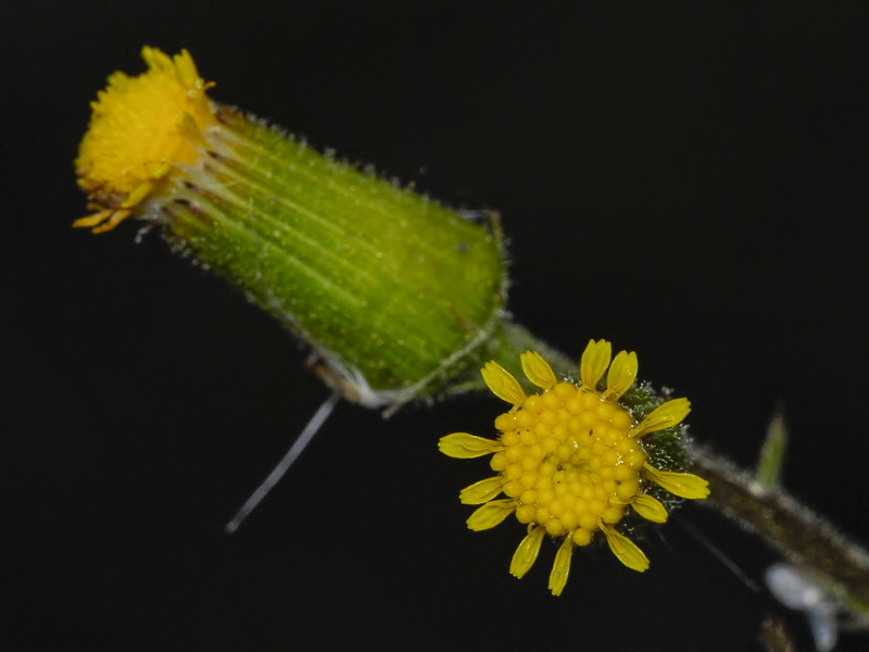 Senecio lividus.12