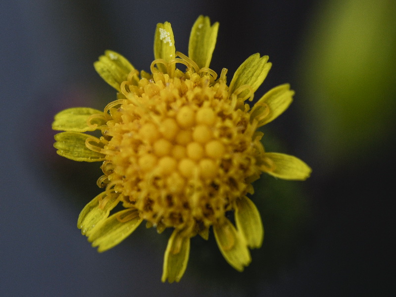 Senecio lividus.13