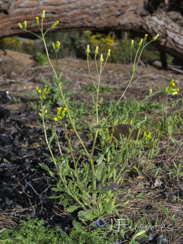 Senecio lividus.14