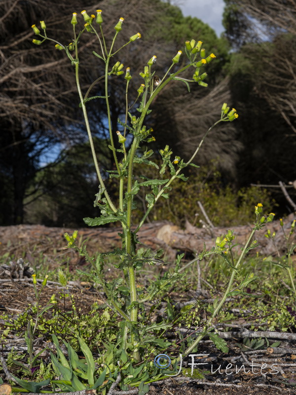 Senecio lividus.15