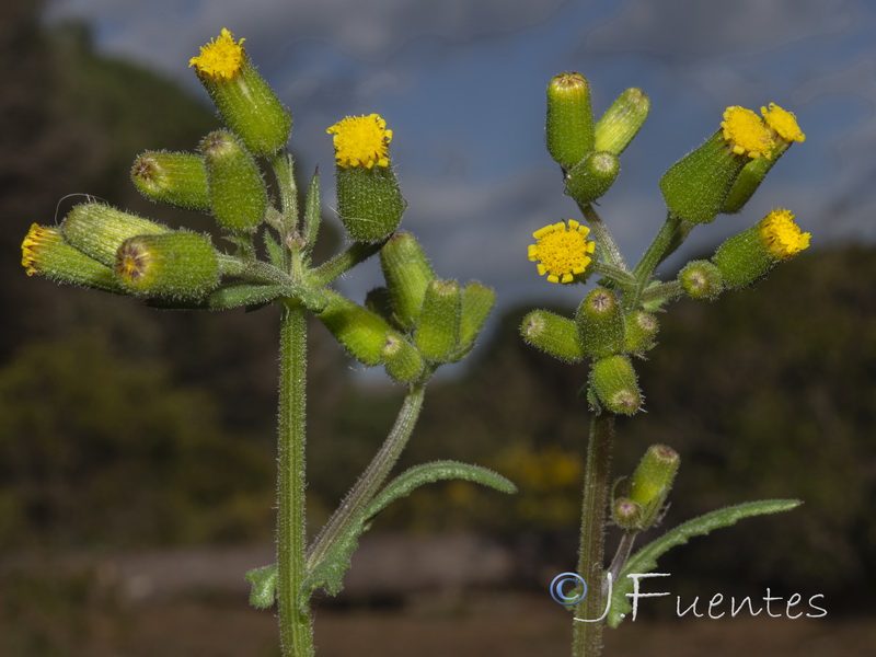 Senecio lividus.18