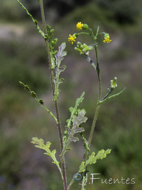 Senecio lividus.19