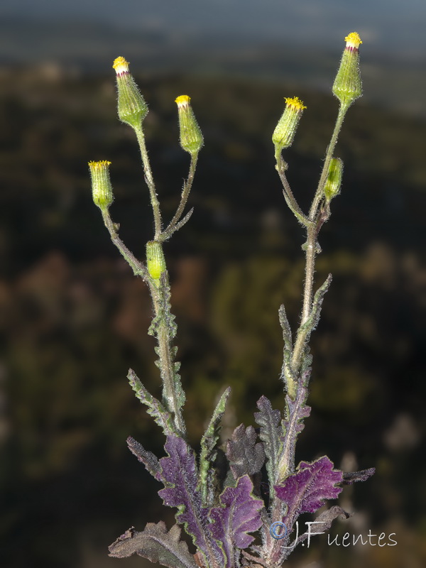 Senecio lividus.22