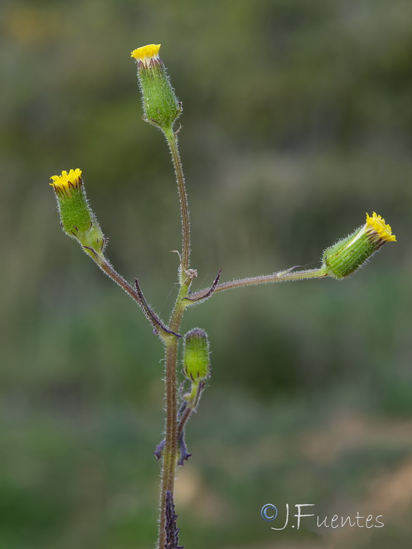 Senecio lividus.25