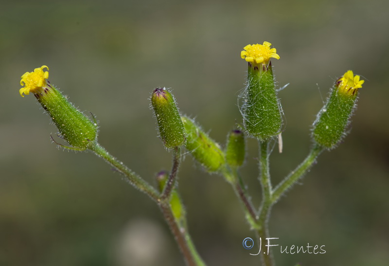 Senecio lividus.27