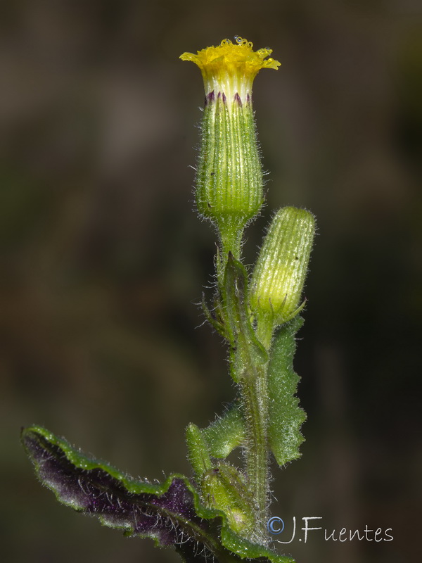 Senecio lividus.28