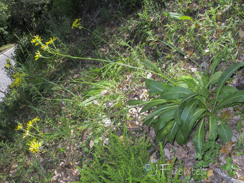 Senecio lopezii.01