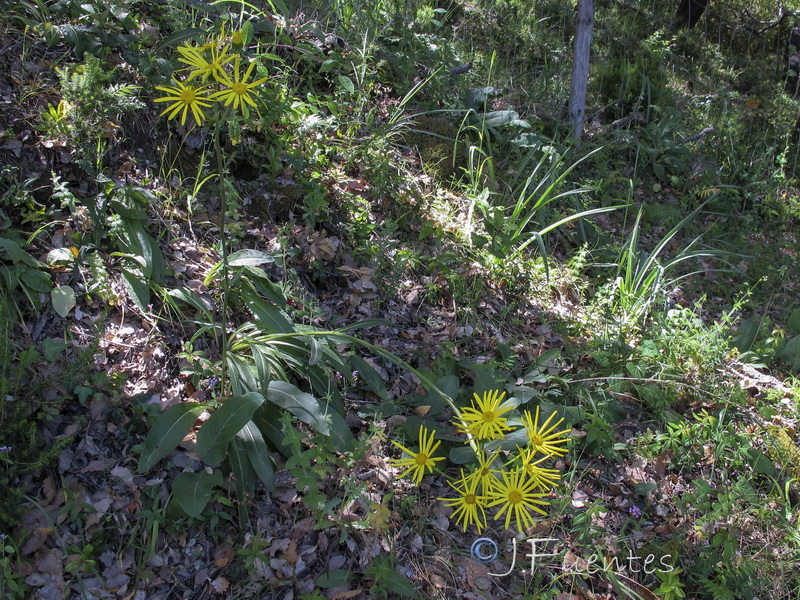 Senecio lopezii.02