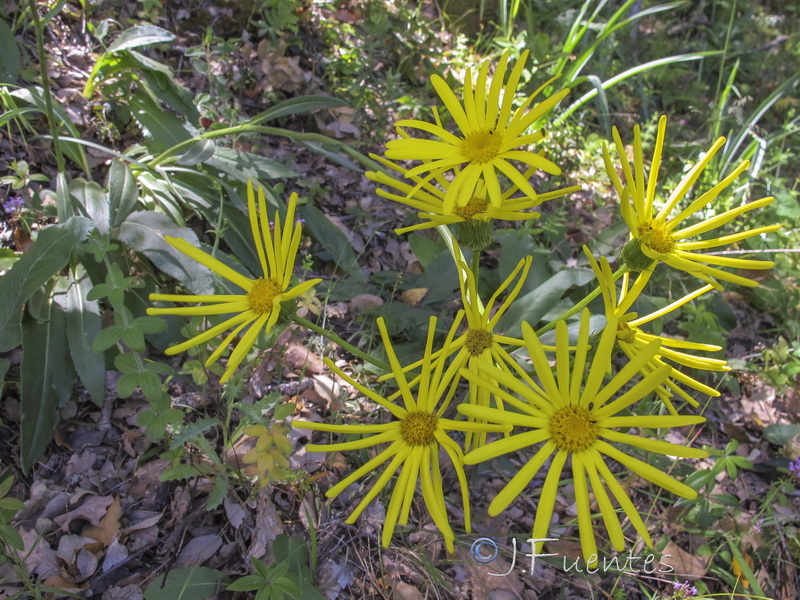 Senecio lopezii.06