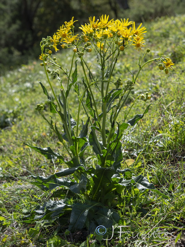 Senecio lopezii.08