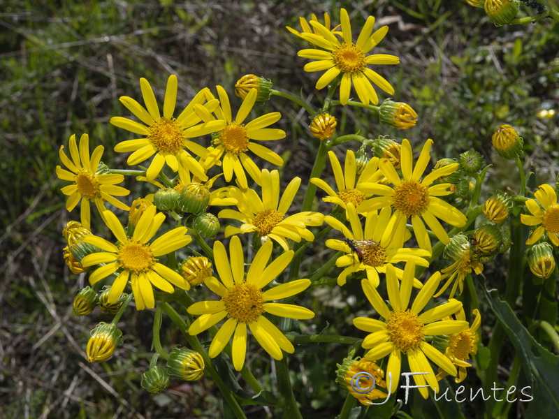 Senecio lopezii.04