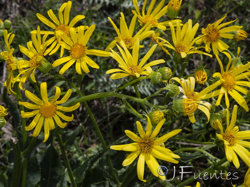 Senecio lopezii.03