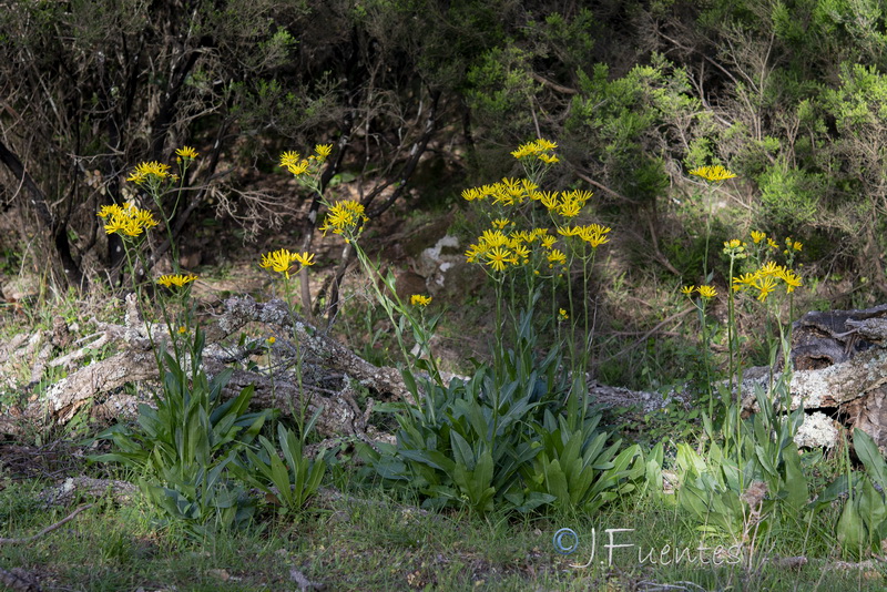 Senecio lopezii.01