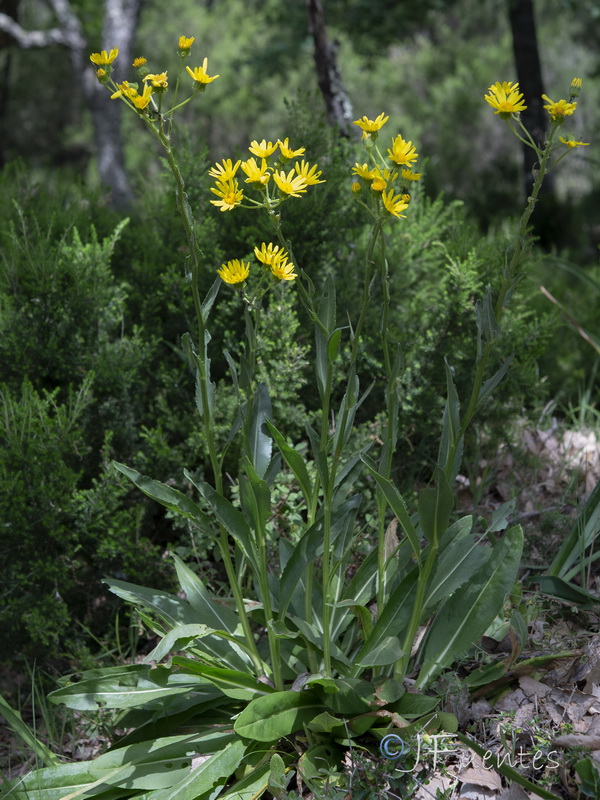 Senecio lopezii.02