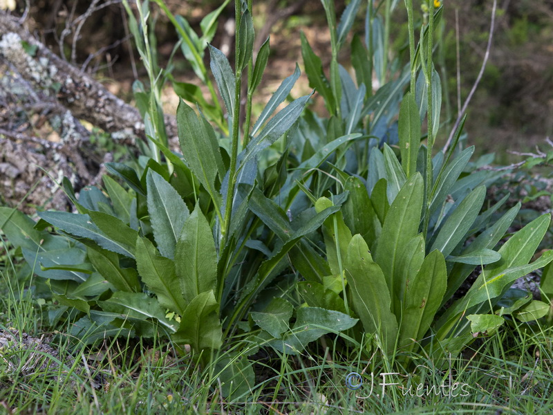 Senecio lopezii.08