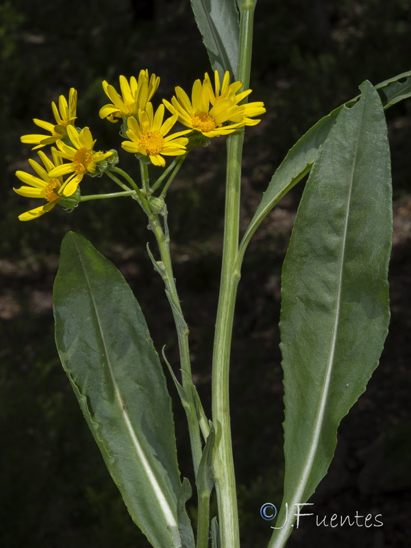 Senecio lopezii.16
