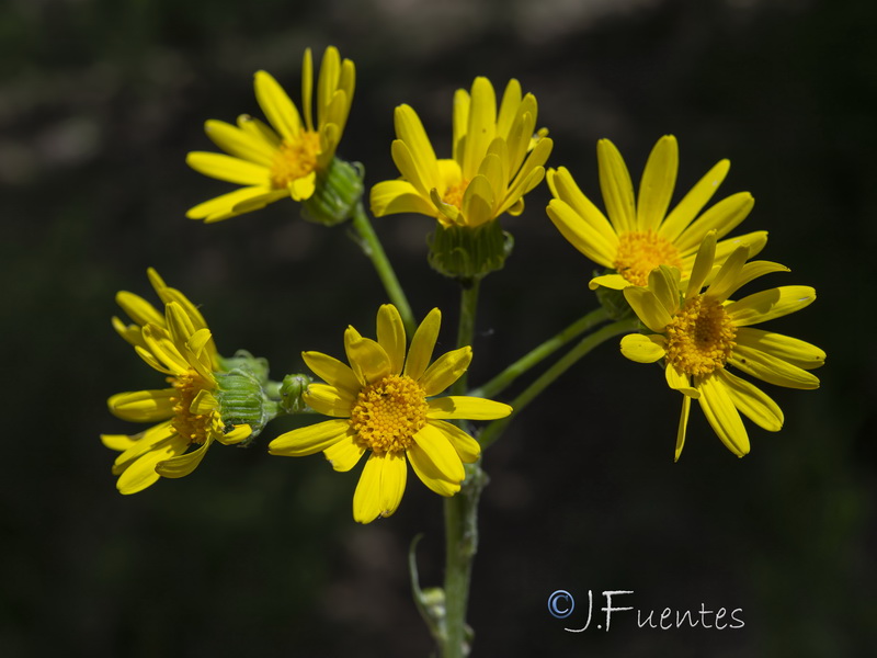 Senecio lopezii.06