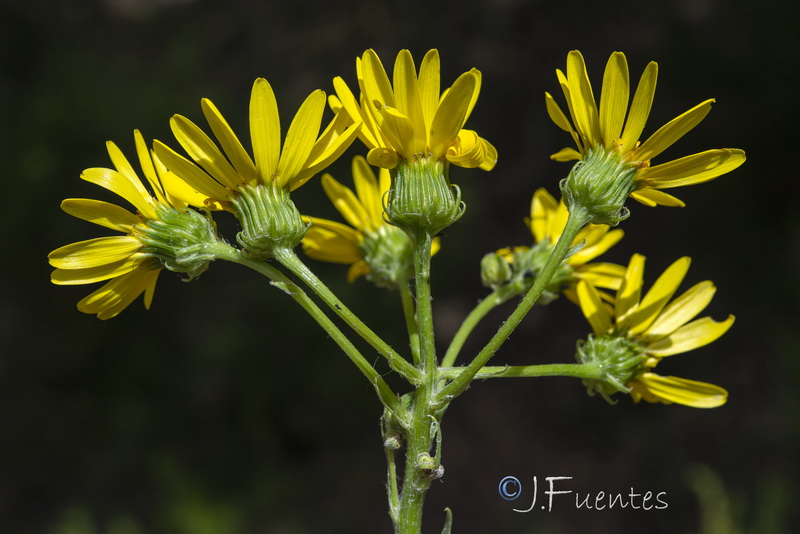 Senecio lopezii.18