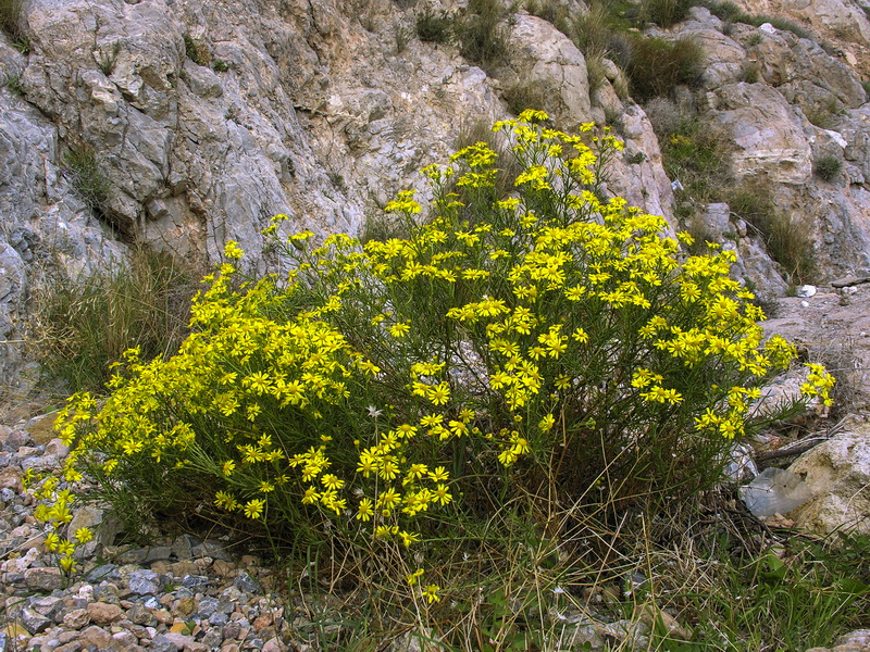 Senecio malacitanus.01