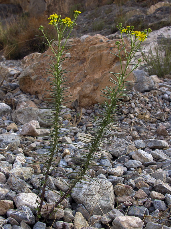 Senecio malacitanus.02